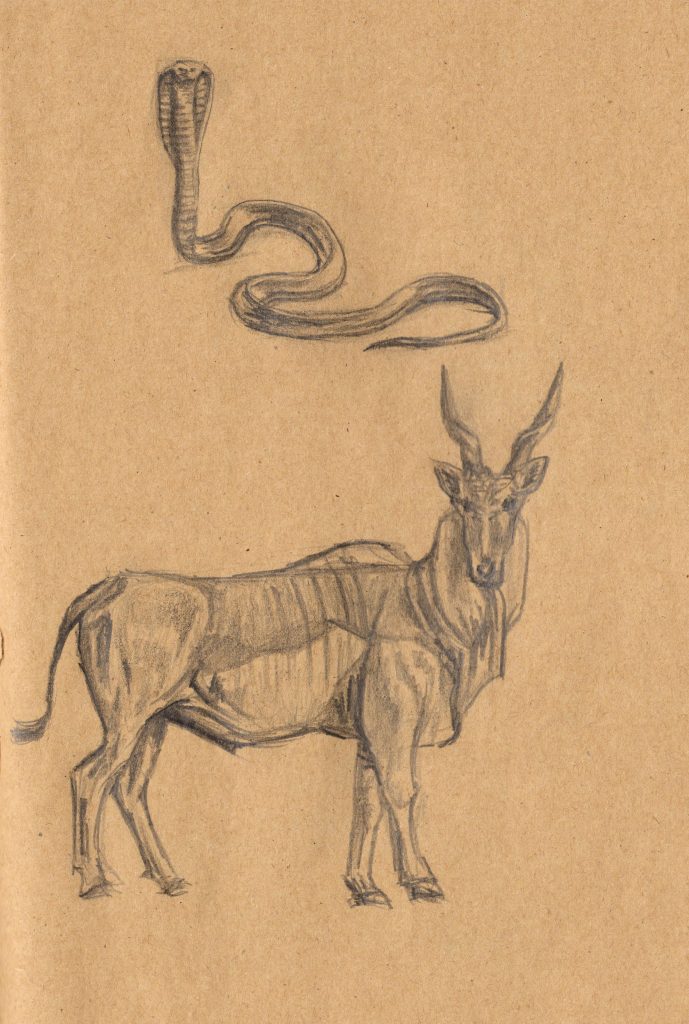 Skizze Bleistift Tiere Kalahari Namibia