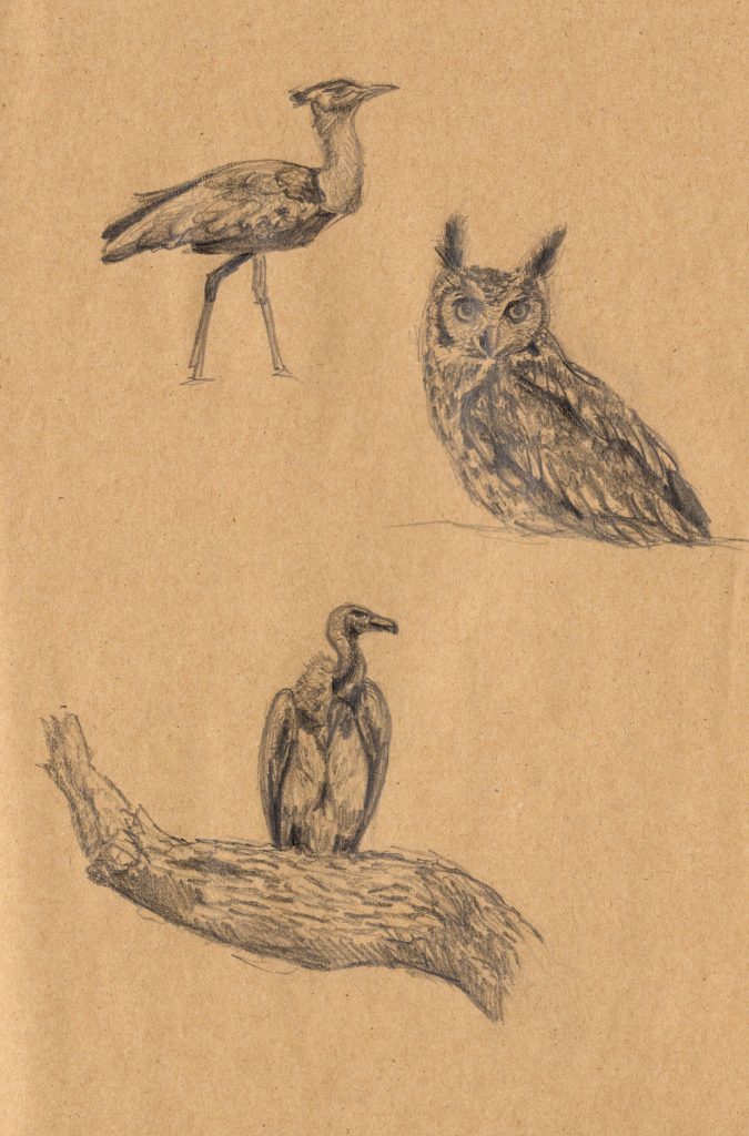 Vögel Skizzen Bleistift