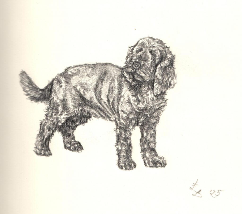 Tierportrait Hund Bleistift Zeichnung